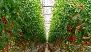 Four Growers' Robotics and Computer Vision make Automated Greenhouse Harvests Reality