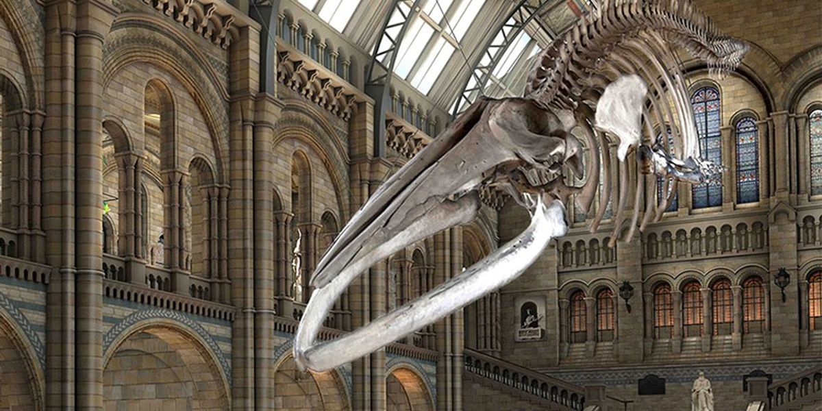 “Hope,” the new Blue Whale exhibit in London’s Natural History Museum