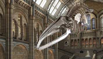 London's Natural History Museum: A Blue Whale 3D Scanning Project