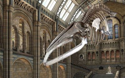 London's Natural History Museum: A Blue Whale 3D Scanning Project