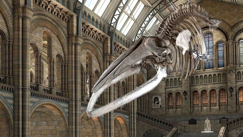 “Hope,” the new Blue Whale exhibit in London’s Natural History Museum