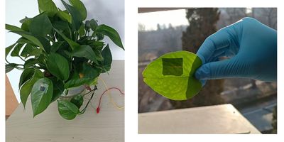 When applied to a houseplant, a stretchy triboelectric nanogenerator (TENG) sensor can detect an intruder passing through by sensing the wind the person creates. The sensor can then sound an alarm system or turn lights on in the house to deter the intruder. The combination of materials allows for the TENG sensor to deform and stretch as the plant leaf grows. Credit: Provided by Huanyu "Larry" Cheng . All Rights Reserved.
