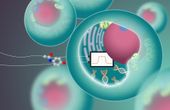 A bandpass filter for synthetic biology