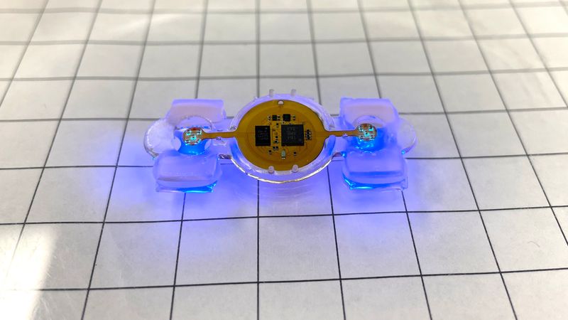 Remotely controlled miniature biological robots have many potential applications in medicine, sensing and environmental monitoring.   Image courtesy of Yongdeok Kim