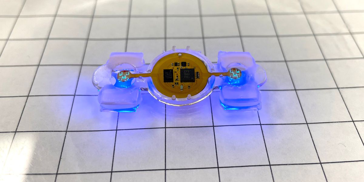 Remotely controlled miniature biological robots have many potential applications in medicine, sensing and environmental monitoring.   Image courtesy of Yongdeok Kim