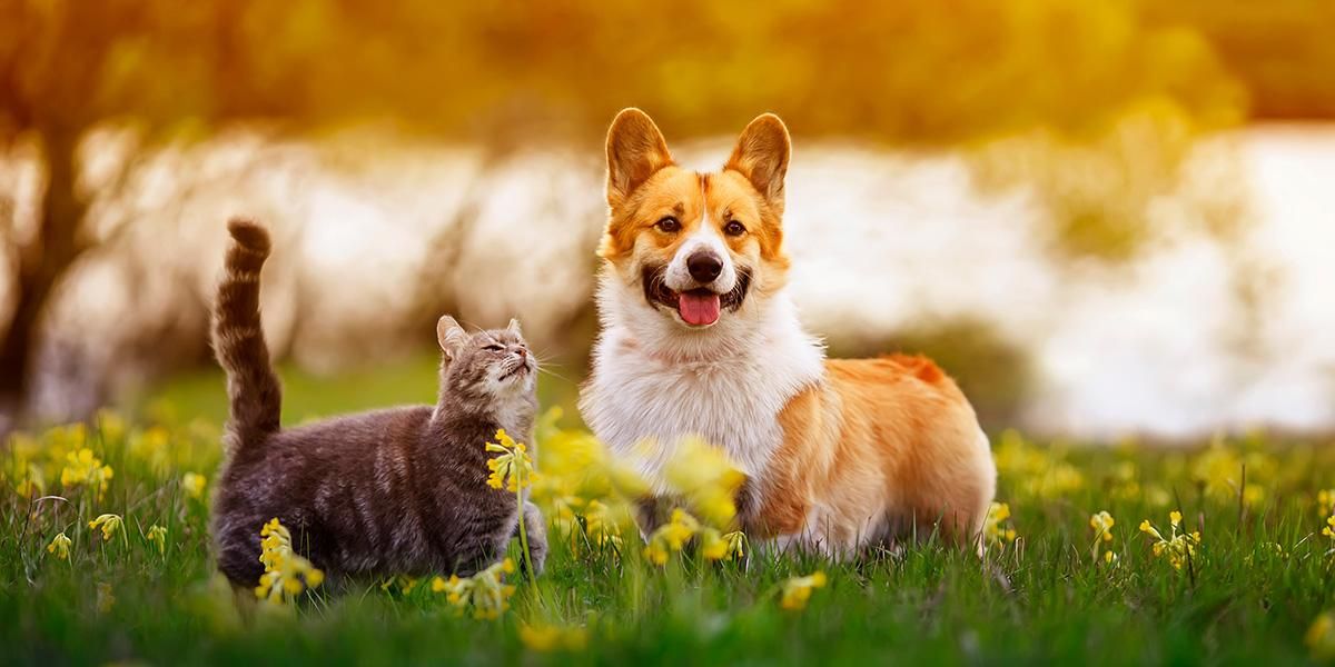 PetTech: IoT Will Change the Way We Live with Our Pets