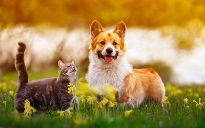 PetTech: IoT Will Change the Way We Live with Our Pets