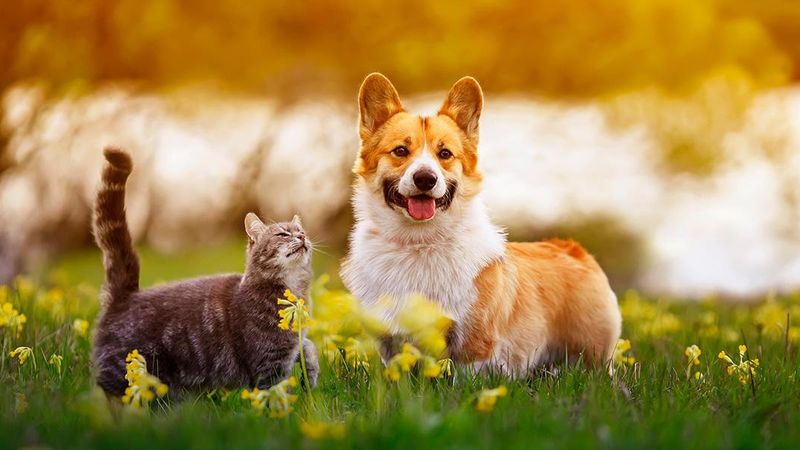 PetTech: IoT Will Change the Way We Live with Our Pets