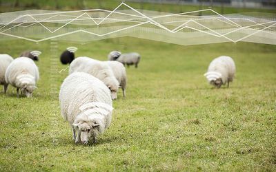 Animal Tracking: Cellular IoT In The Field