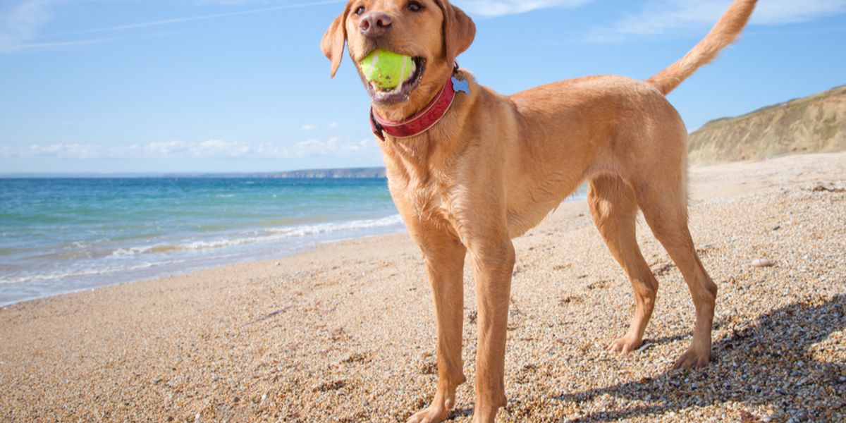 Wireless technology helps boost pet health
