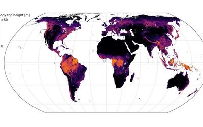 Neural network can read tree heights from satellite images