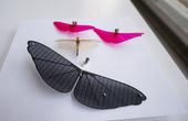 Grasshopper wing structure inspires design of gliding robot wings