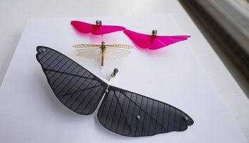 Grasshopper wing structure inspires design of gliding robot wings