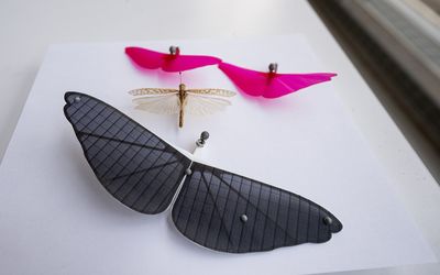 Grasshopper wing structure inspires design of gliding robot wings