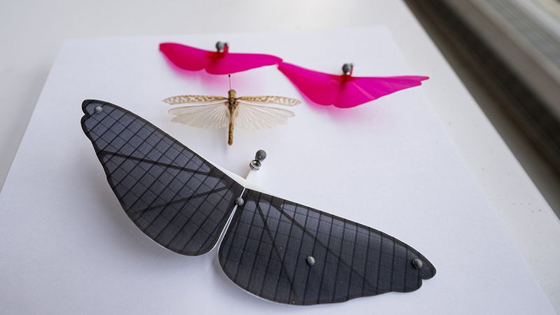 A study of grasshopper hindwings inspired the design of small gliders. Photo by Princeton University/Sameer A. Khan/Fotobuddy 