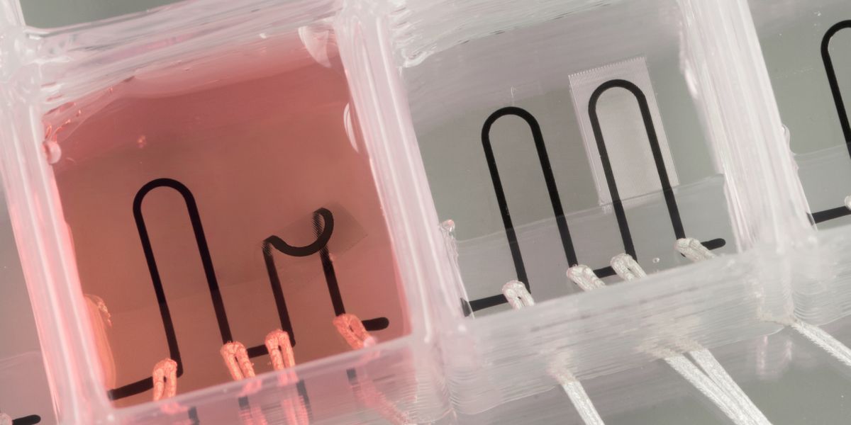 The heart-on-a-chip is entirely 3D printed with built-in sensors that measure the contractile strength of the tissue, providing scientists with new possibilities for studying the musculature of the heart 