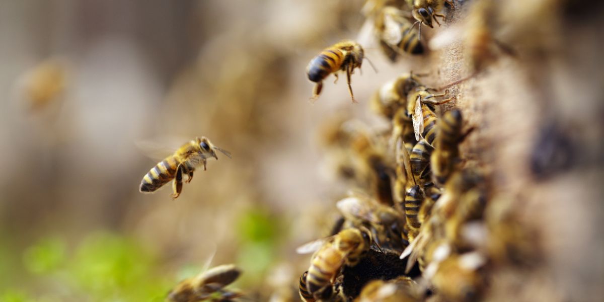 Keeping an Eye on the Bees: What Smart Monitoring Systems Can Bring to Bee Sustainability
