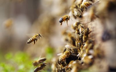 Keeping an Eye on the Bees: What Smart Monitoring Systems Can Bring to Bee Sustainability