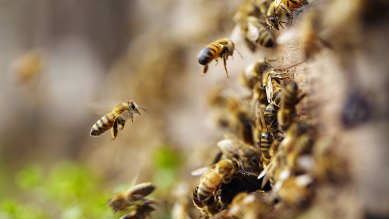 Keeping an Eye on the Bees: What Smart Monitoring Systems Can Bring to Bee Sustainability