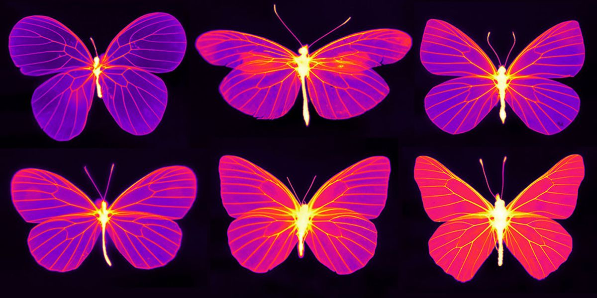 Butterflies of the family Pieridae in thermal. Image credit: Nanfang Yu and Cheng-Chia Tsai