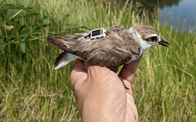 Cellular IoT and Bluetooth LE-Powered Smart Wearables for Wildlife Tracking and Research