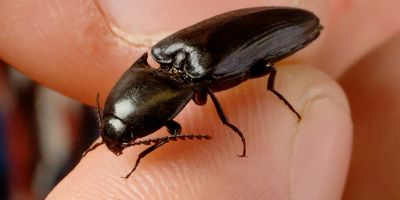 Click beetles can jump without the aid of their limbs when they are tipped onto their backsides. A team of University of Illinois researchers are examining this mechanism to engineer self-righting robots.  Photo by L. Brian Stauffer