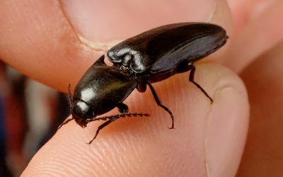 Click beetles inspire design of self-righting robots