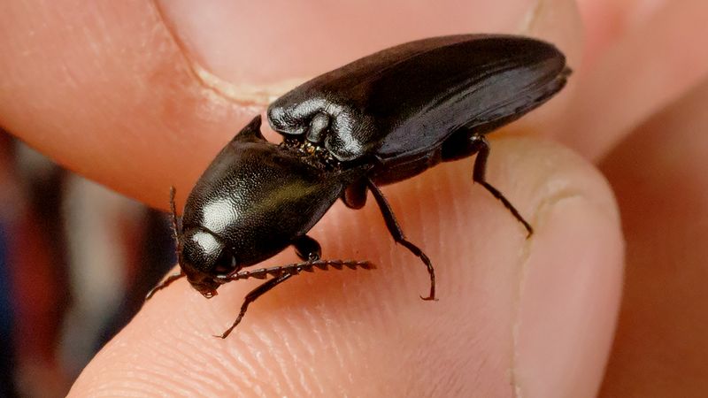 Click beetles can jump without the aid of their limbs when they are tipped onto their backsides. A team of University of Illinois researchers are examining this mechanism to engineer self-righting robots.  Photo by L. Brian Stauffer