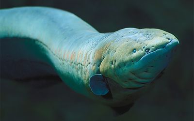 Eel like electricity: Soft power cells could run tomorrows implantables