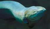 Eel like electricity: Soft power cells could run tomorrows implantables