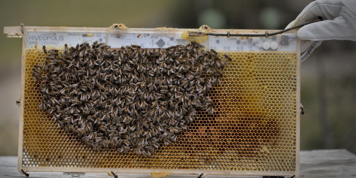 The robotic system is shown in an experimental hive © Artificial Life Lab/U. of Graz/Hiveopolis