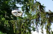 Special drone collects environmental DNA from trees