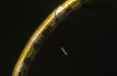 Soft bioelectronic fiber can track hundreds of biological events simultaneously