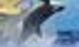 An orca jumping at SeaWorld in Orlando, Florida.. Sunghwan Jung/Provided