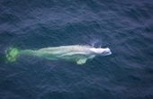 Lidar-Equipped Drones Transform Whale Research and Conservation
