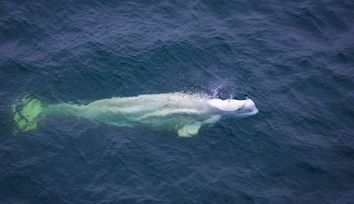 Lidar-Equipped Drones Transform Whale Research and Conservation
