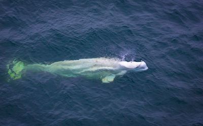 Lidar-Equipped Drones Transform Whale Research and Conservation