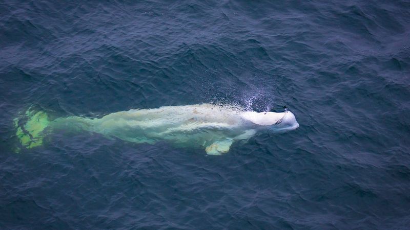Lidar-Equipped Drones Transform Whale Research and Conservation