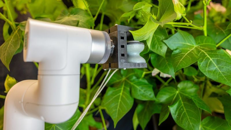 The soft robotic leaf gripper injects leaves with sensors that help it detect and communicate with its environment. Credit: Savan DeSouza/Cornell University