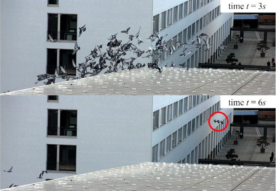 Two images of pigeons on a rooftop: the first is taken 3s after a drone has launched, and shows the flock beginning to fly away; the second is taken 6s after take-off, with the drone visible in shot, and almost all the pigeons are gone.