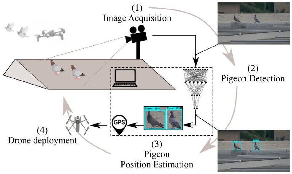 A diagram of the pigeon-scaring system: the image is acquired, pigeons detected, their positions estimated, then the drone deployed.
