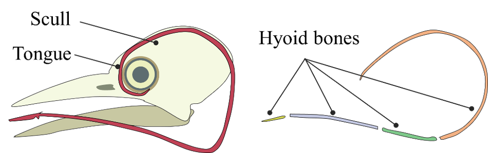 anatomy-woodpecker-tongue