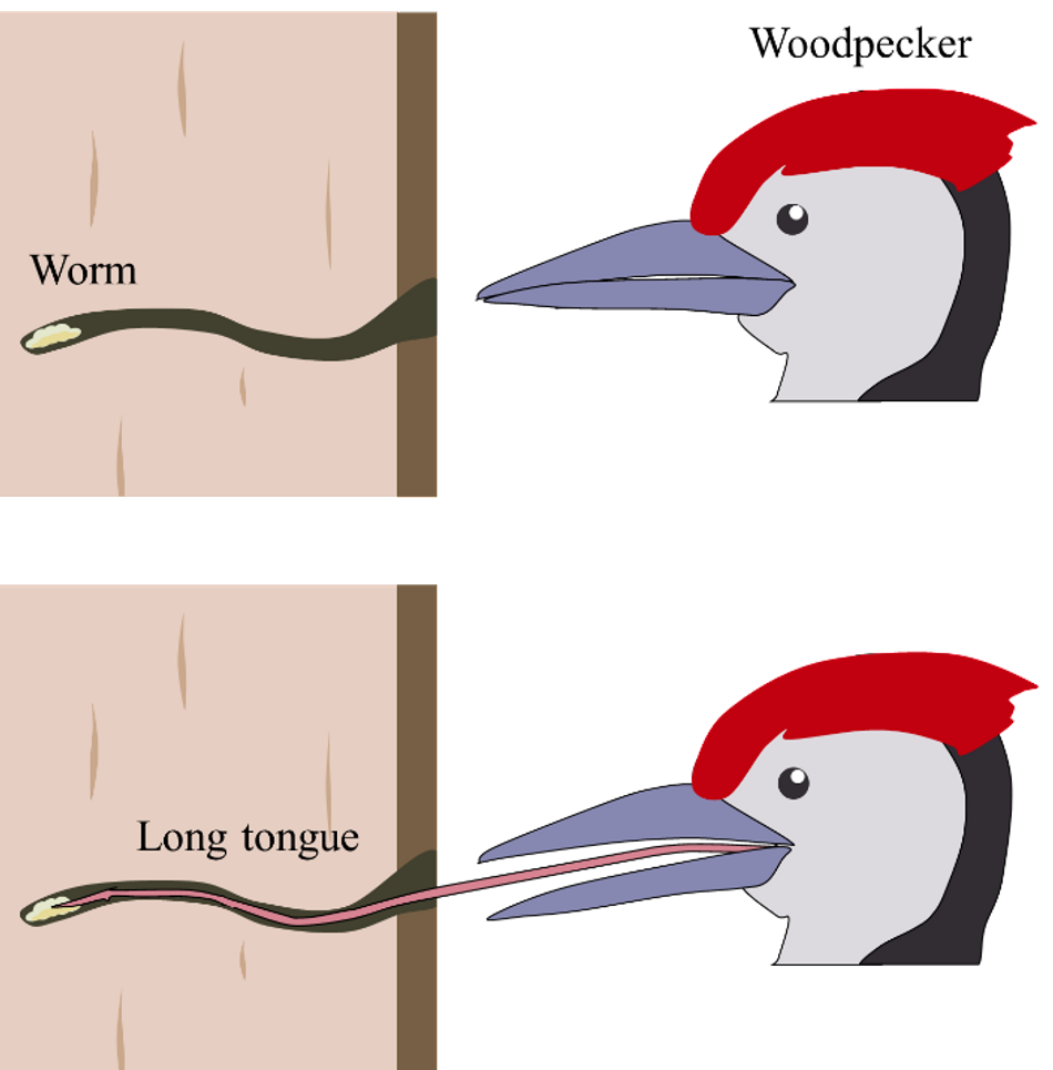 woodpecker-tongue
