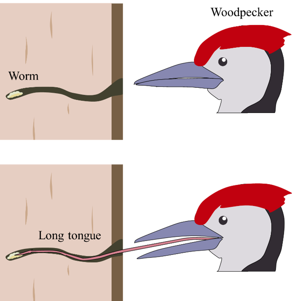 woodpecker-tongue