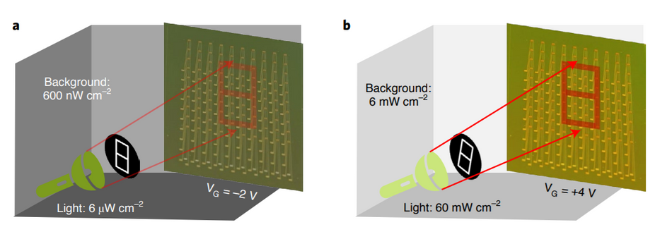 Scotopic and photopic adaptation of MoS2 phototransistor array