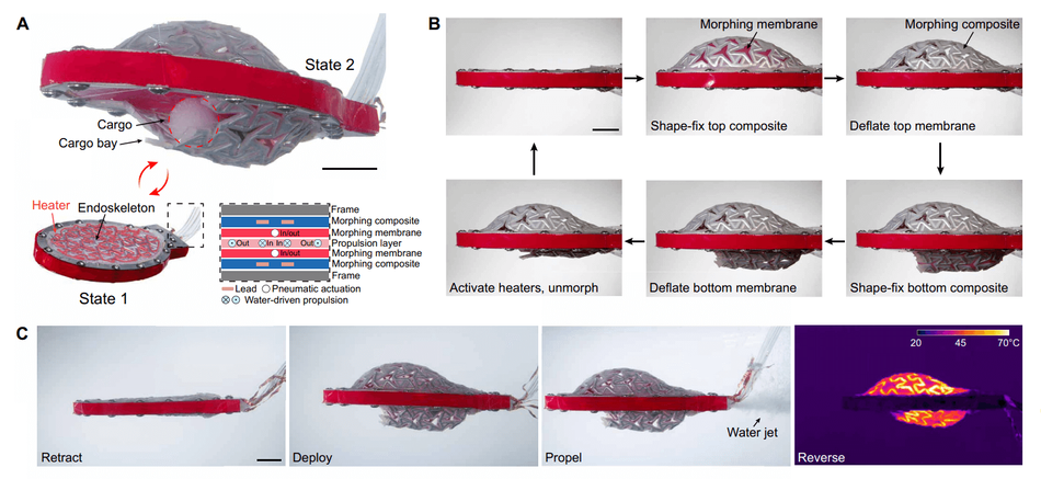 Thermal shape morphing of membrane-type electronics based on