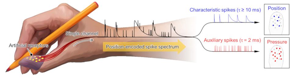 A diagram showing a position-encoded spike spectrum (PESS) electronic skin sensor, attached to the surface of a human thumb. As the thumb grasps a pencil, a spike spectrum is created - split into characteristic spikes, which offer position information, and auxiliary spikes, which capture pressure.