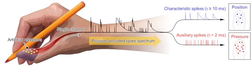 A spectrum of spikes allows this novel electronic skin to sense touch like  we do