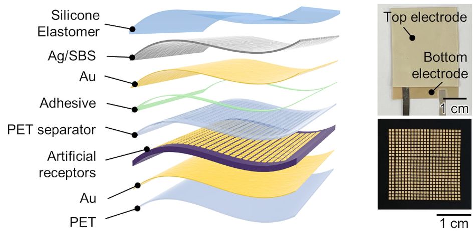 A spectrum of spikes allows this novel electronic skin to sense touch like  we do