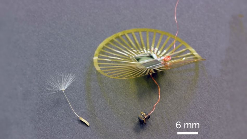 A photograph of a prototype dandelion-seed sensor, pictured next to a real dandelion seed. A scale shows the width of the electronics components to be under 6mm, though the "parachute" section of the device is noticeably larger.